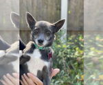Small Chihuahua Mix