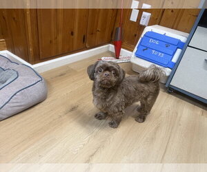 Simon - Male Shih Tzu Dog for Adoption - Photo #2