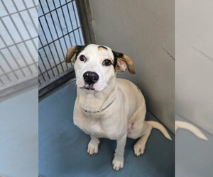 Bee - Female Staffordshire Bull Terrier Dog for Adoption - Photo #3