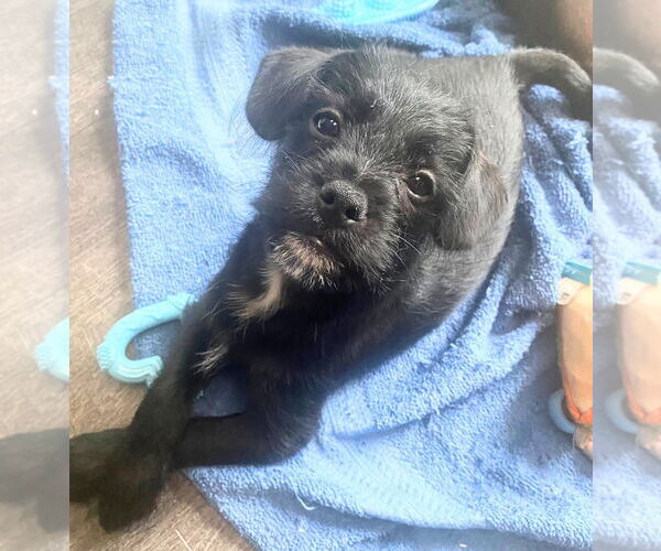 Medium Photo #2 Pin-Tzu Puppy For Sale in Oakland Park, FL, USA