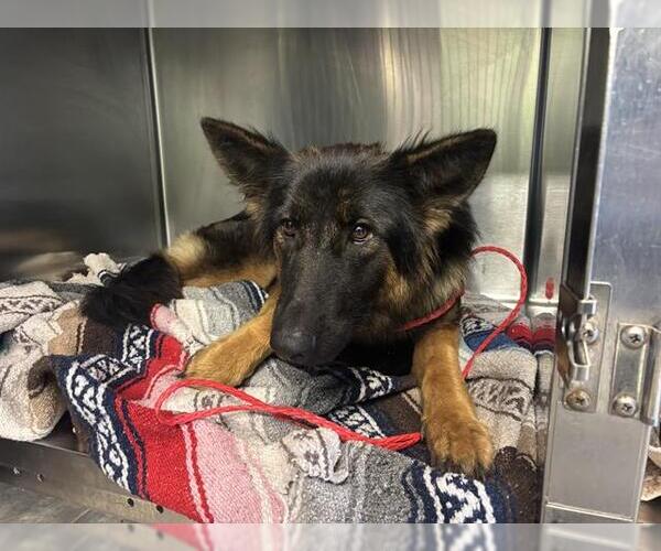Medium Photo #1 German Shepherd Dog-Unknown Mix Puppy For Sale in Grand Prairie, TX, USA
