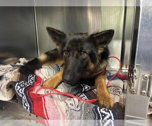 German Shepherd Dog-Unknown Mix Dogs for adoption in Grand Prairie, TX, USA