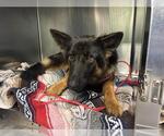 Small German Shepherd Dog Mix