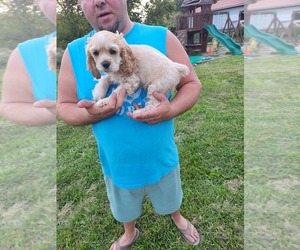 Cocker Spaniel Puppy for sale in KOKOMO, IN, USA