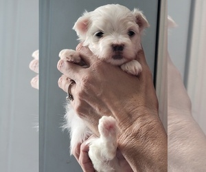 Maltese Puppy for Sale in GROTTOES, Virginia USA