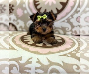 Yorkshire Terrier Puppy for sale in RIPLEY, MS, USA