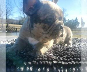 French Bulldog Puppy for sale in BOSTON, KY, USA