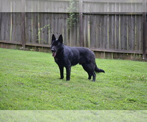 Father of the German Shepherd Dog puppies born on 03/14/2024