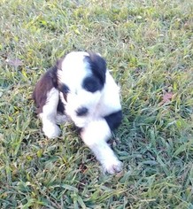 Poodle (Standard) Puppy for sale in ALLEN JAY, NC, USA