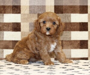 Cavapoo (Miniature) Puppy for sale in DENVER, PA, USA