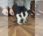 Puppy Todd German Shorthaired Pointer