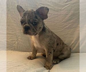French Bulldog Puppy for sale in JOHNS ISLAND, SC, USA
