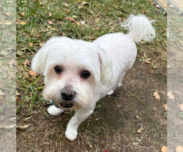 Medium Photo #7 Maltese Puppy For Sale in Boonton, NJ, USA