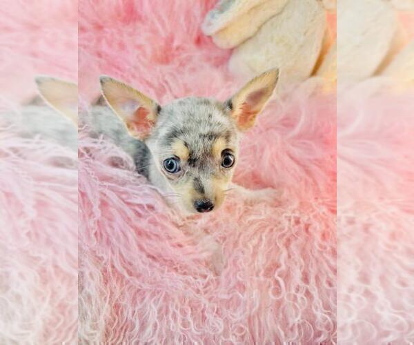 Medium Photo #8 Chihuahua Puppy For Sale in BOSTON, MA, USA