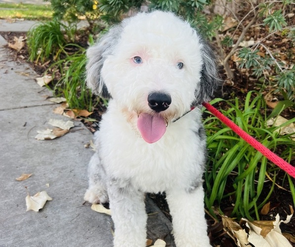 Medium Photo #16 Sheepadoodle Puppy For Sale in HUNTINGTON BEACH, CA, USA