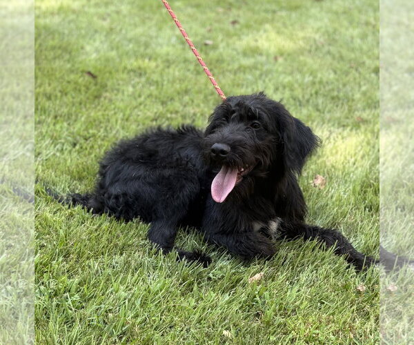 Medium Photo #3 Mutt Puppy For Sale in Yardley, PA, USA