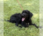 Small #2 Mutt