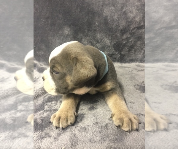Medium Photo #5 Olde English Bulldogge Puppy For Sale in CHETEK, WI, USA