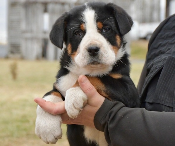 Medium Photo #1 Greater Swiss Mountain Dog Puppy For Sale in BELLEFONTE, PA, USA