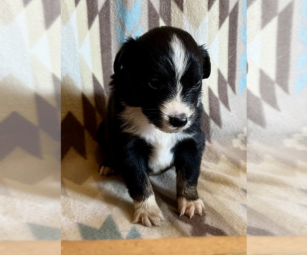 Medium Photo #5 Miniature Australian Shepherd Puppy For Sale in FORT MORGAN, CO, USA