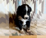 Small #4 Miniature Australian Shepherd