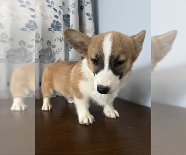 Medium Photo #41 Pembroke Welsh Corgi Puppy For Sale in DURHAM, CT, USA