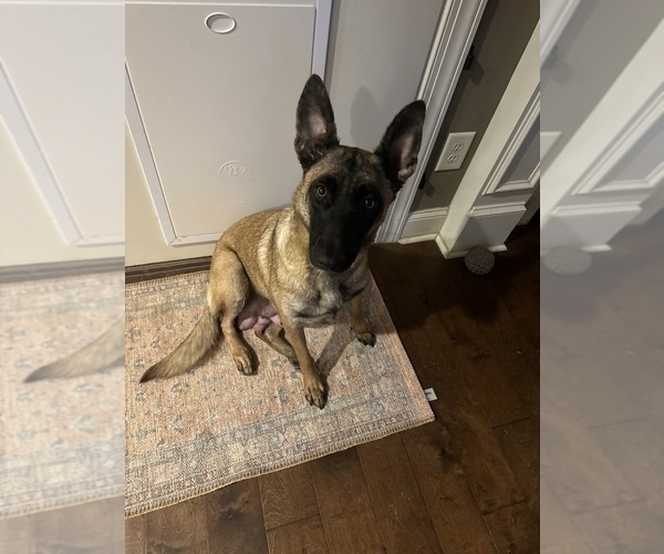 Medium Photo #7 Belgian Malinois Puppy For Sale in ATHENS, AL, USA