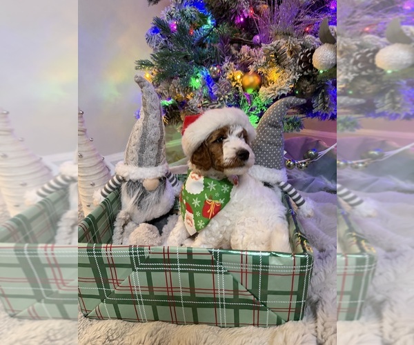 Medium Photo #5 Goldendoodle mix (+ Poodle Miniature) Puppy For Sale in BRONX, NY, USA