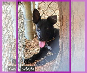 Mutt Dogs for adoption in Granbury, TX, USA