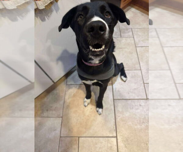 Medium Photo #16 Great Dane-Unknown Mix Puppy For Sale in Bullard, TX, USA