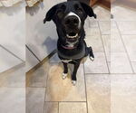 Small #15 Great Dane Mix