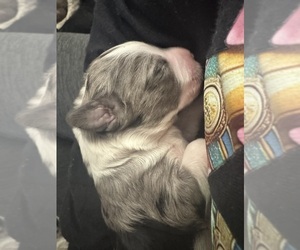 Aussiedoodle-Bernedoodle Mix Puppy for sale in BELTON, SC, USA