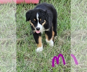 Australian Shepherd Puppy for sale in TYLER, TX, USA