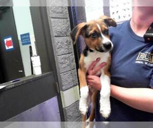 Beagle-Unknown Mix Dogs for adoption in Tulsa, OK, USA
