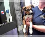 Small Beagle Mix