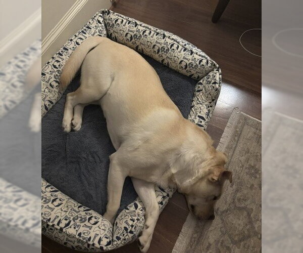 Medium Photo #8 Mutt Puppy For Sale in Houston, TX, USA