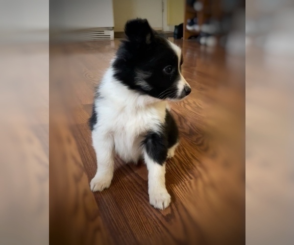 Medium Photo #2 Border Collie-Papillon Mix Puppy For Sale in CULPEPER, VA, USA