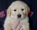 Puppy Pikes Green Golden Retriever