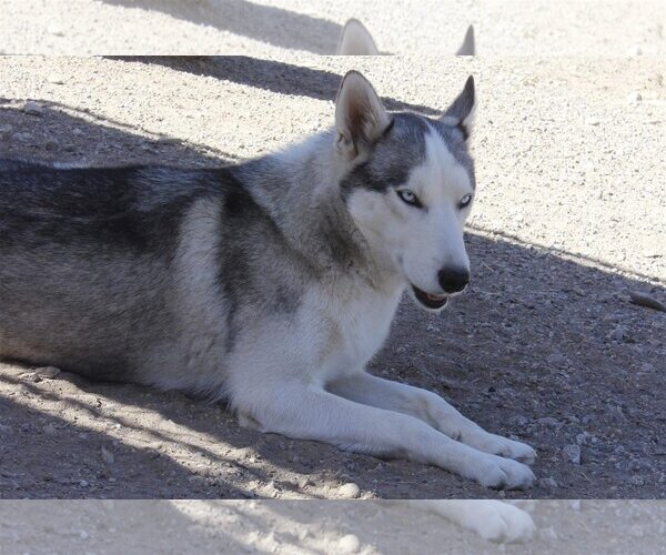 Medium Photo #4 Siberian Husky Puppy For Sale in Cedar Crest, NM, USA