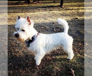 Father of the West Highland White Terrier puppies born on 03/09/2024