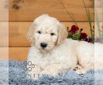 Small #4 Goldendoodle