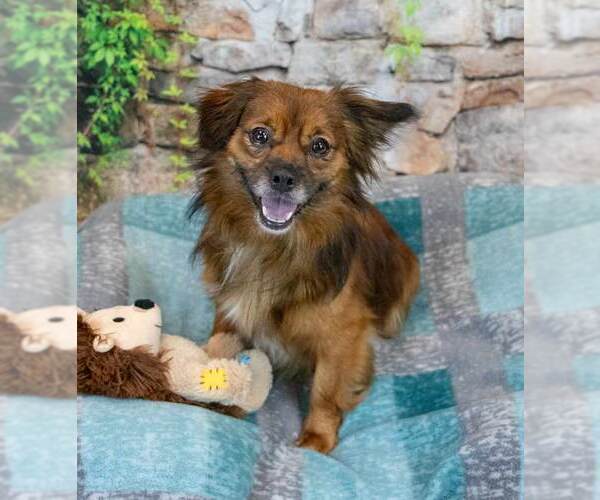 Medium Photo #2 Colonial Cocker Spaniel-Unknown Mix Puppy For Sale in Kennesaw, GA, USA