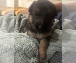 Puppy Light Pink F German Shepherd Dog