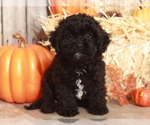Cavalier King Charles Spaniel-Poodle (Toy) Mix Puppy for sale in MOUNT VERNON, OH, USA