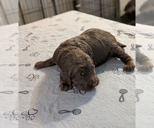 Goldendoodle Puppy for sale in PITTSGROVE, NJ, USA