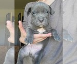 Small #6 American Pit Bull Terrier