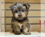 Small #16 Morkie