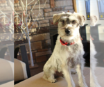 Small Photo #2 Mutt Puppy For Sale in Cranston, RI, USA