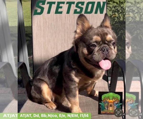 Medium Photo #1 French Bulldog Puppy For Sale in CYPRESS, TX, USA