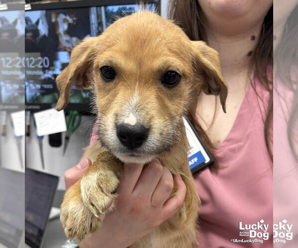 Medium Photo #1 Labrador Retriever-Unknown Mix Puppy For Sale in Washington, DC, USA